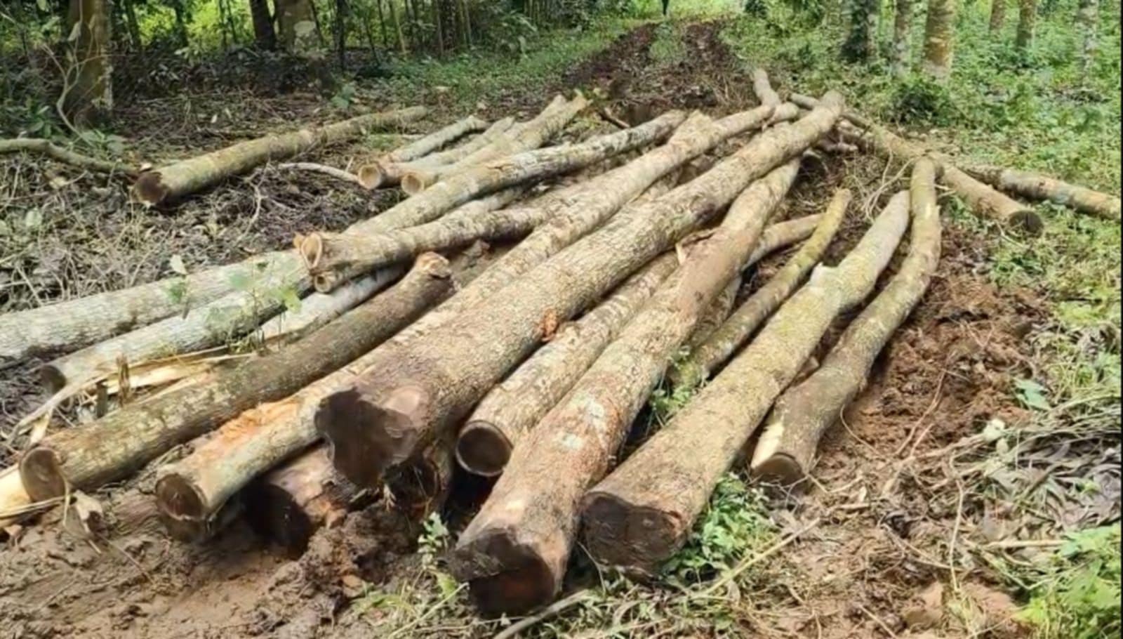 ভালুকায় ম্যানেজারকে মারধর করে৪০ লাখ টাকার গাছ কেটে নিয়ে যাওয়ার অভিযোগ