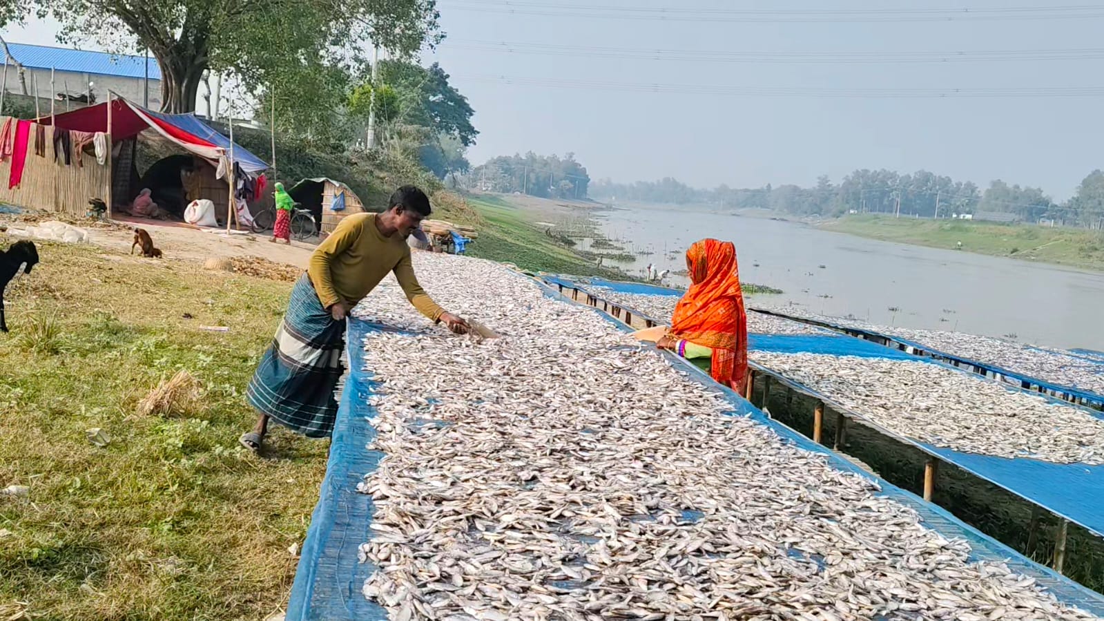 দেশি মাছের অভাব,ঐতিহ্য হারিয়ে থমকে গেছে দেশীয় মাছের শুঁটকি চাতাল